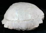 Large Fossil Tortoise (Stylemys) - Wyoming #22794-2